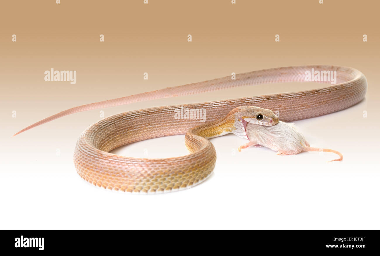 Corn Snake Eating Mouse In Front Of White Background Stock Photo Alamy corn-snake-eating-mouse-in-front-of-white-background-stock-photo-alamy