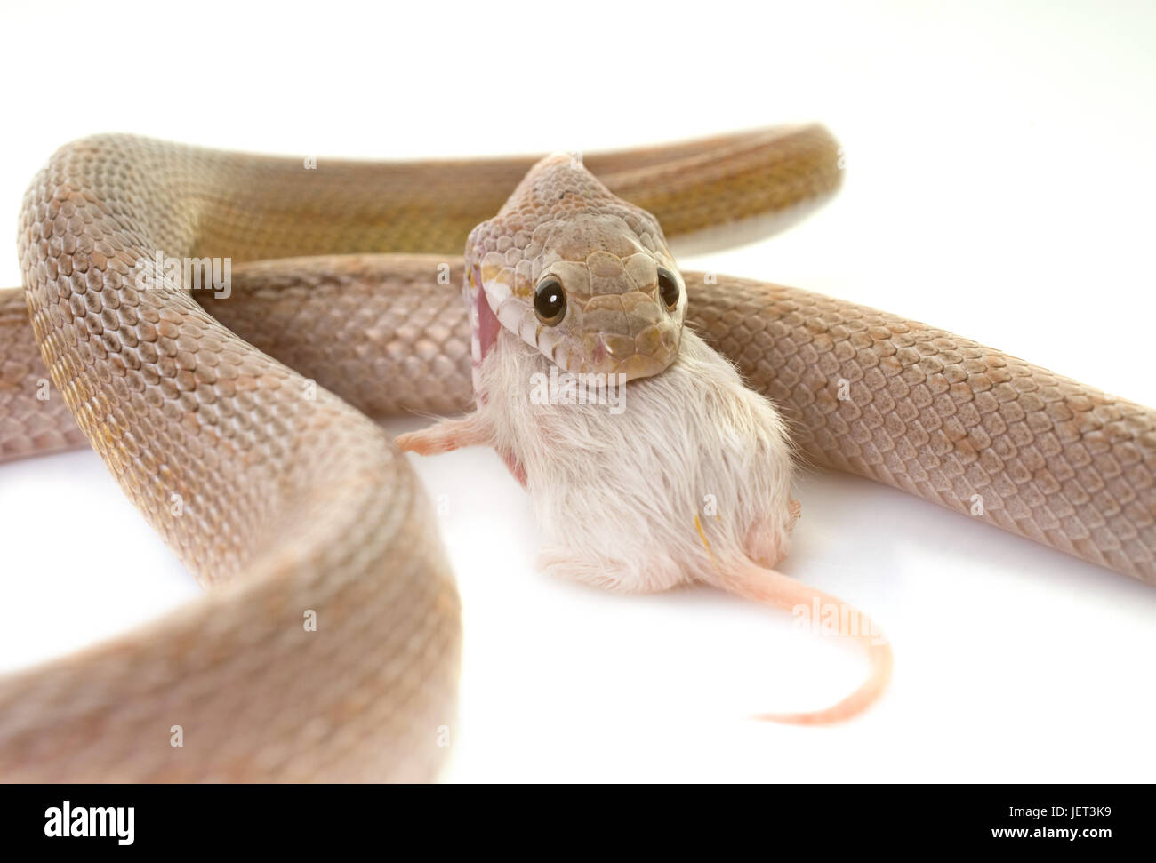 corn snake eating mouse in front of white background Stock Photo Alamy