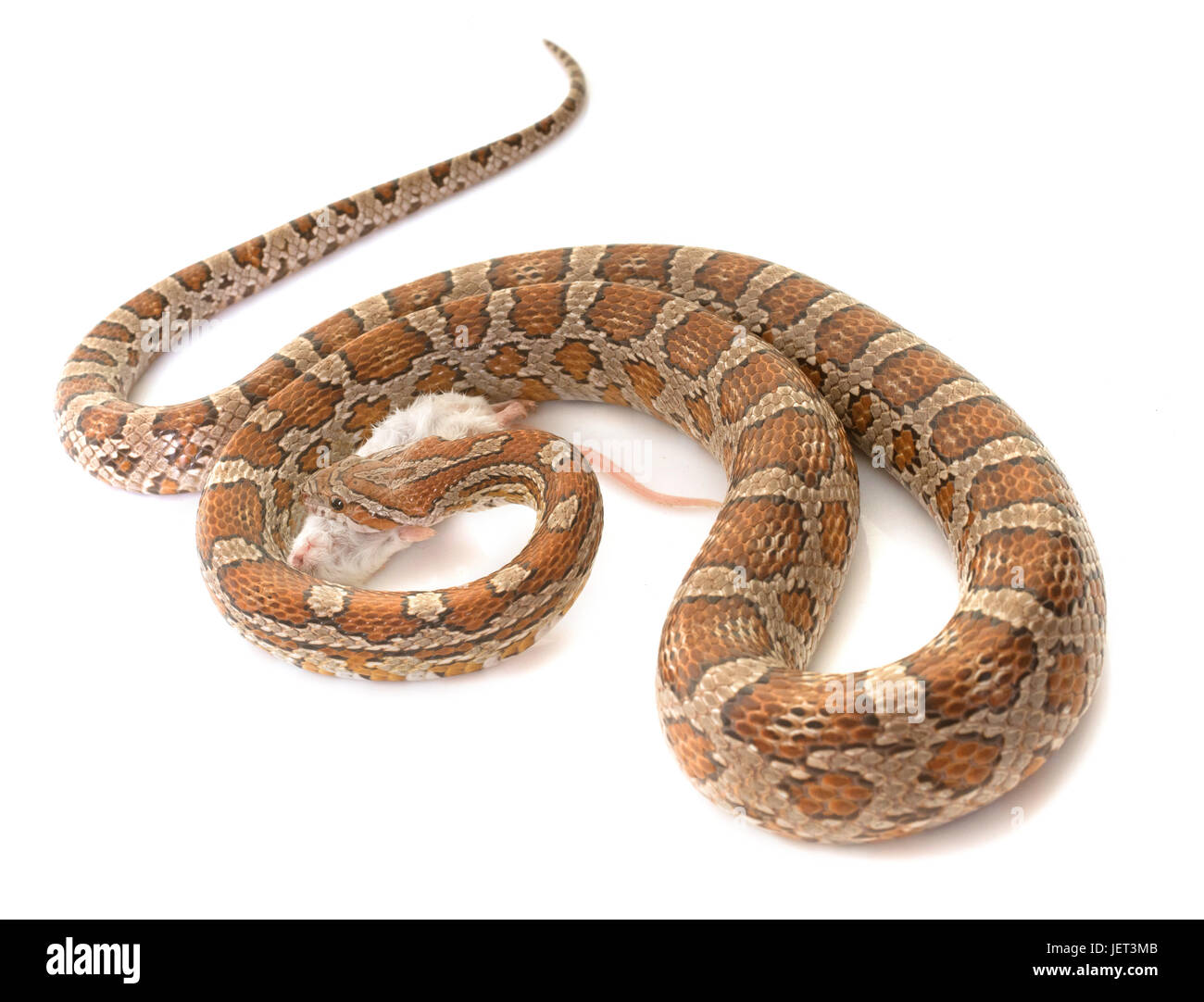 corn snake eating mouse in front of white background Stock Photo Alamy