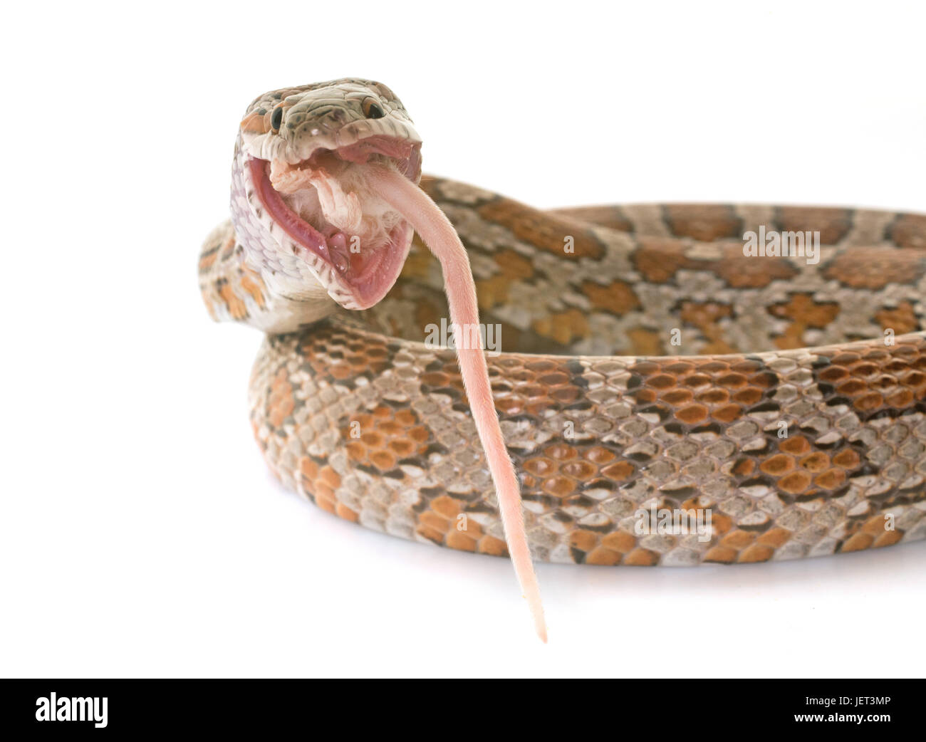 corn snake eating mouse in front of white background Stock Photo Alamy
