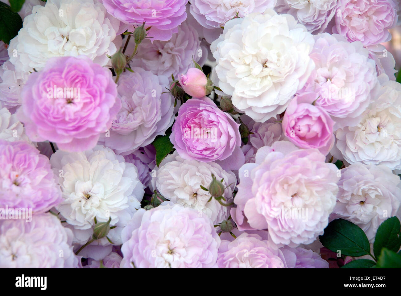 Ancient roses. Portugal Stock Photo