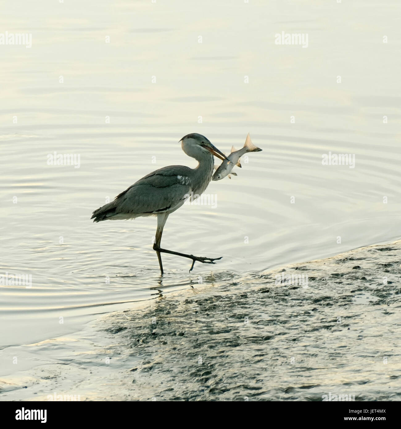 Grey Heron catching a mullet. Sado river, Portugal Stock Photo