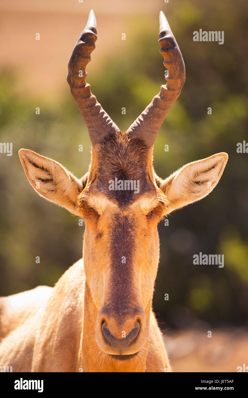 Close up of a hartebeest in Addo Elephant National Park, South Africa. Stock Photo