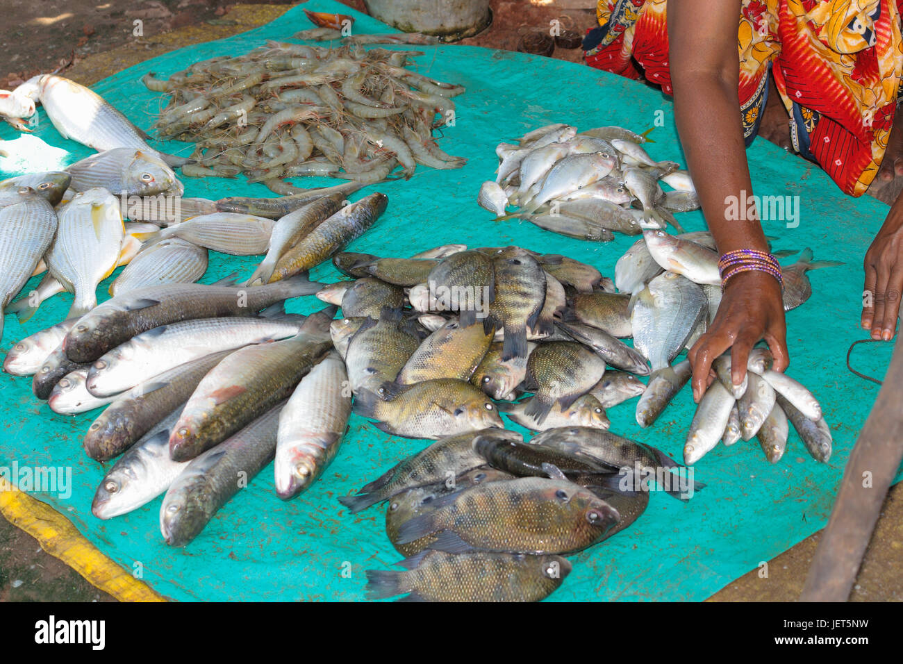 Assorted fishes of Chilika lake Stock Photo