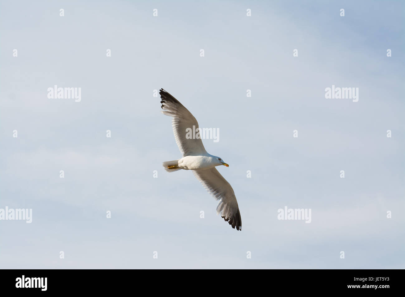 Flying seagull Stock Photo