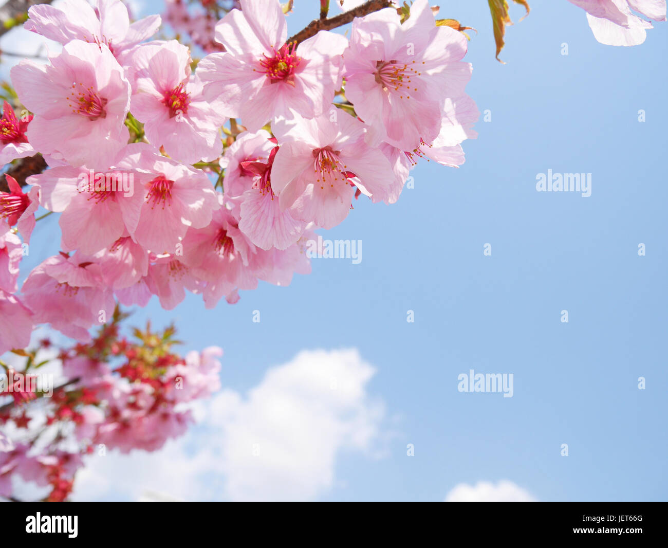 Pink sakura blossoms under blue sky and white clouds Stock Photo - Alamy