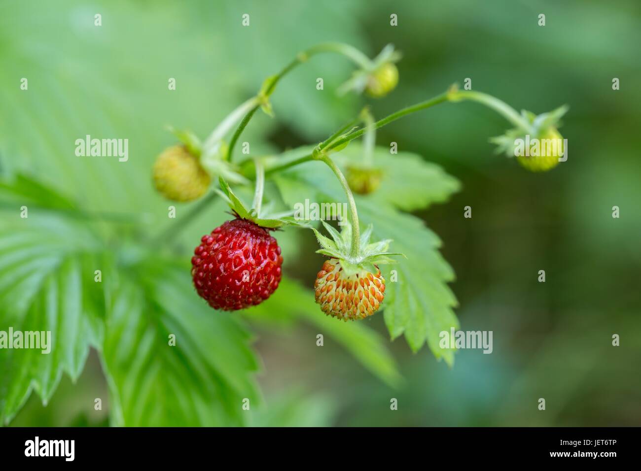 Wild forest strawberries Stock Photo
