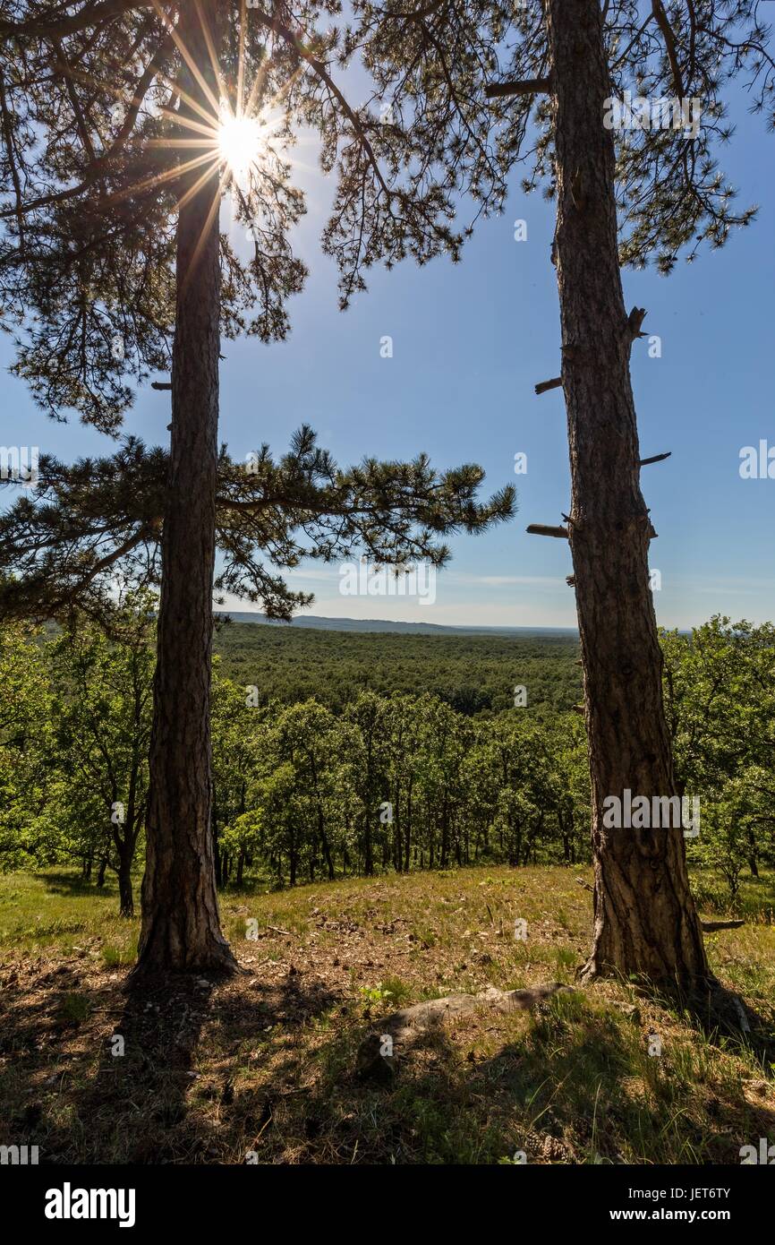 Sunlight in the green forest, spring time Stock Photo - Alamy