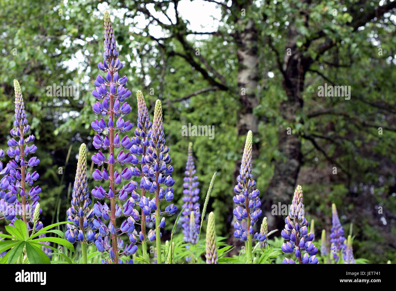 Flowering lupins, Lupinus polyphyllus, also know as large-leaved or big-leaved lupine. Stock Photo