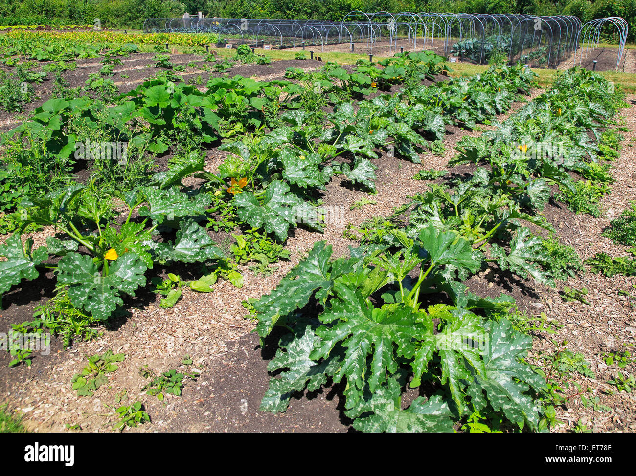 Courgette plants growing in vegetable garden, Sissinghurst castle gardens, Kent, England, UK Stock Photo