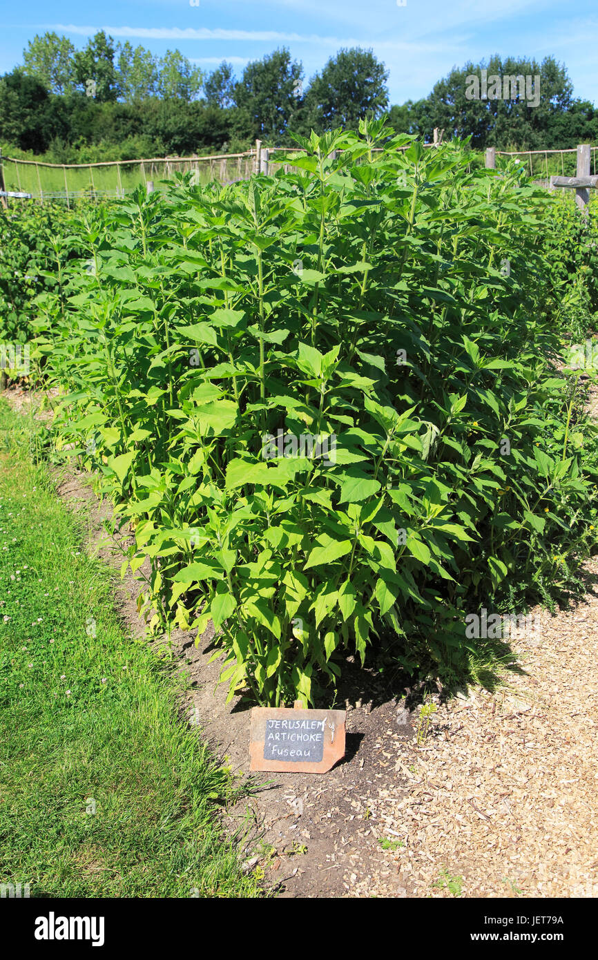 Jerusalem artichoke variety 'fuseau' growing, vegetable garden