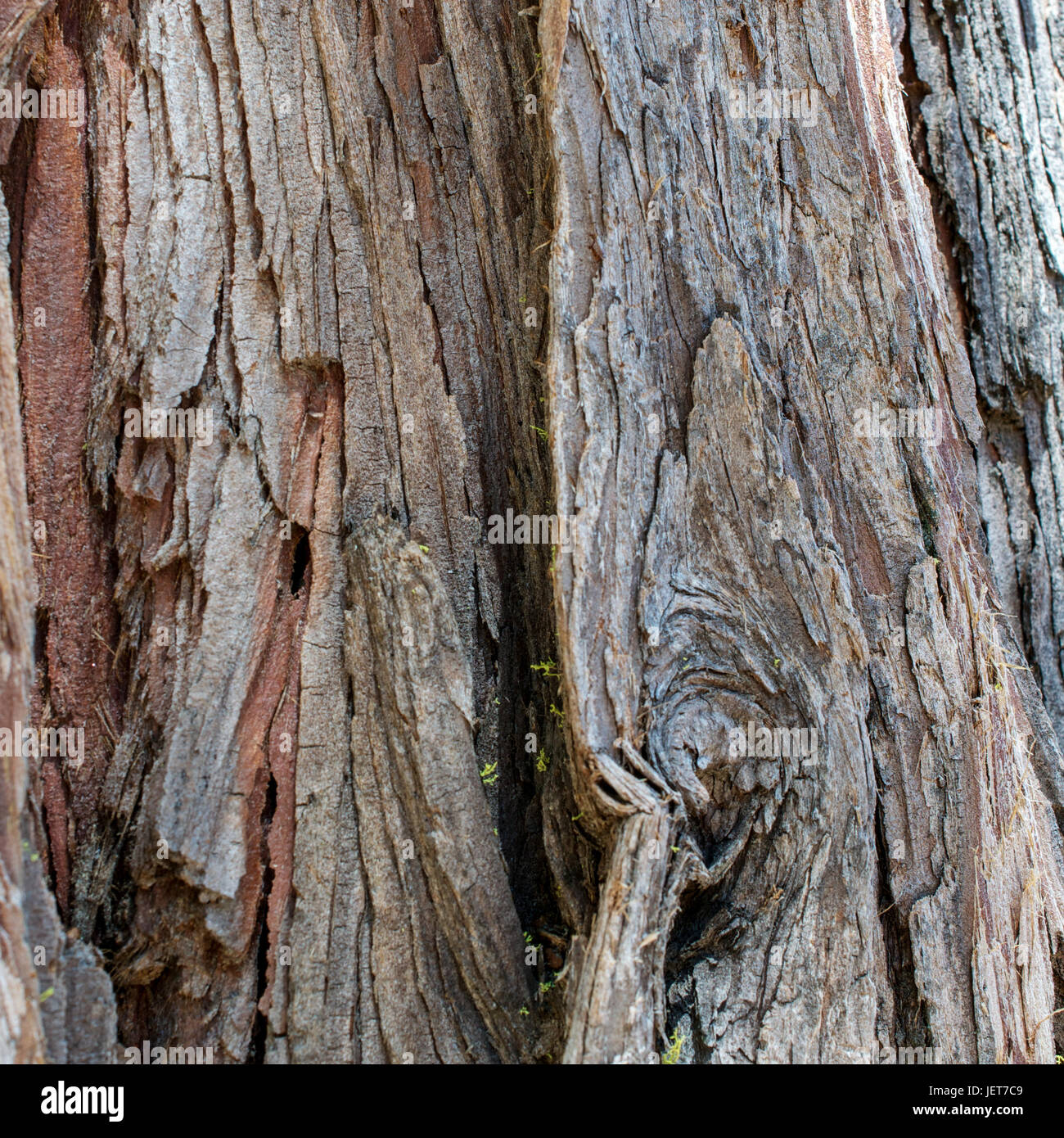 The bark of a pine tree - texture or background Stock Photo - Alamy