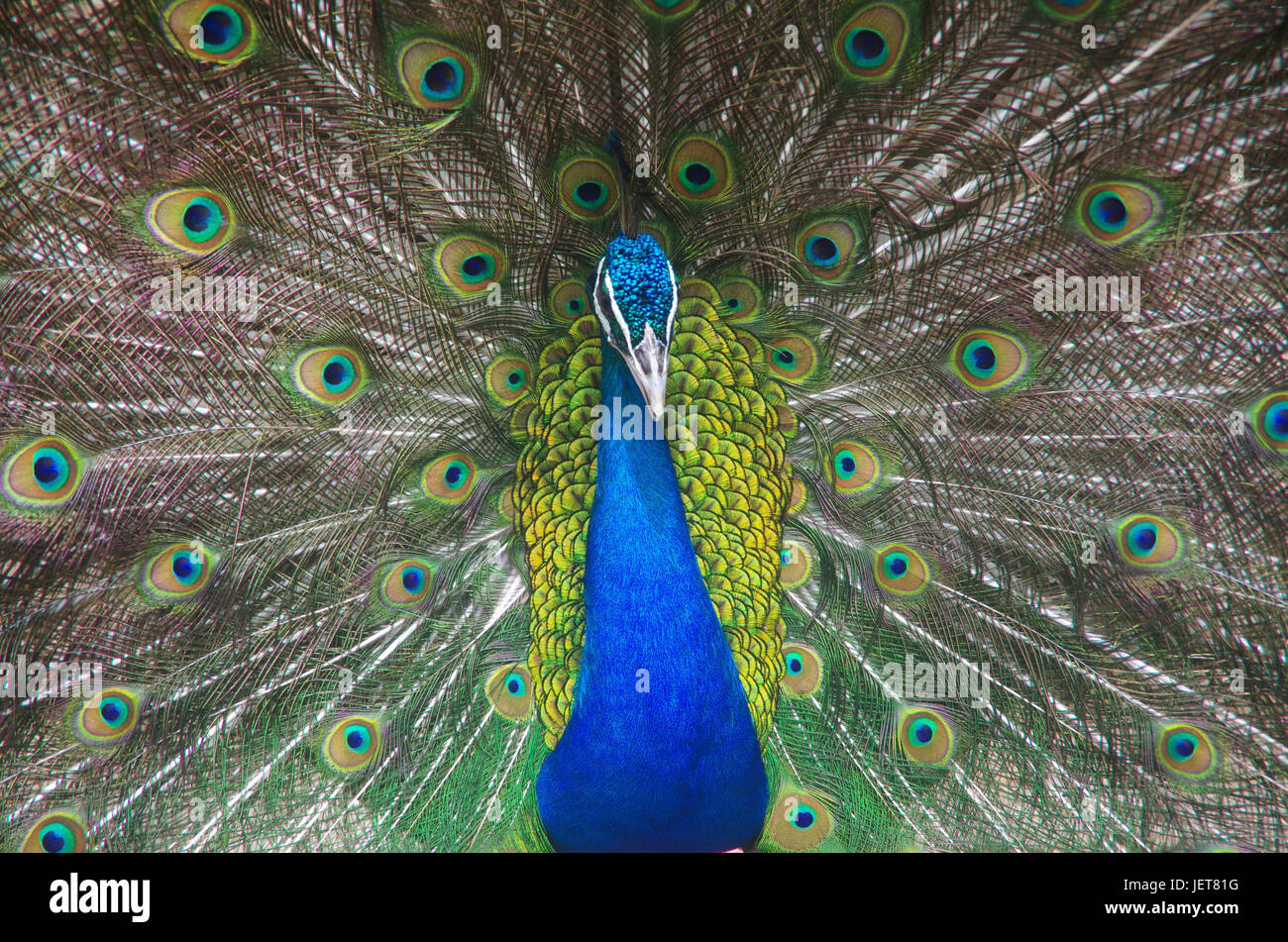 Indian peafowl or blue peafowl Male (peacock) displaying Stock Photo