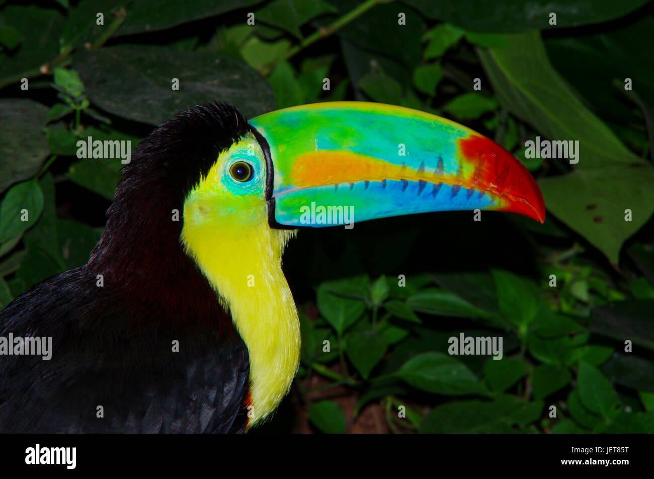 Rainbow Billed Toucan with green background Stock Photo