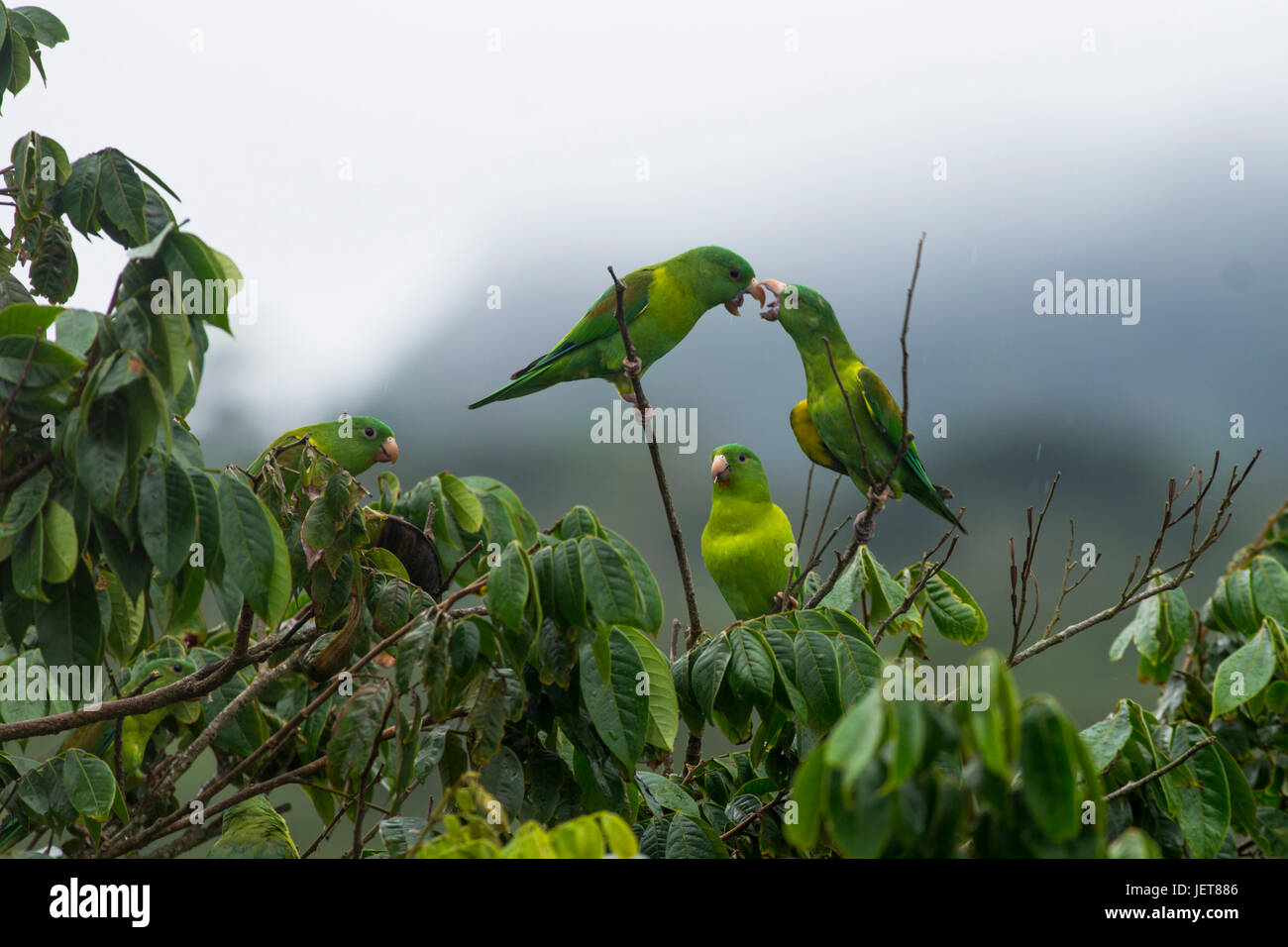 Birds from Panama Group of Orange chinned Parakeet on a tree Stock Photo