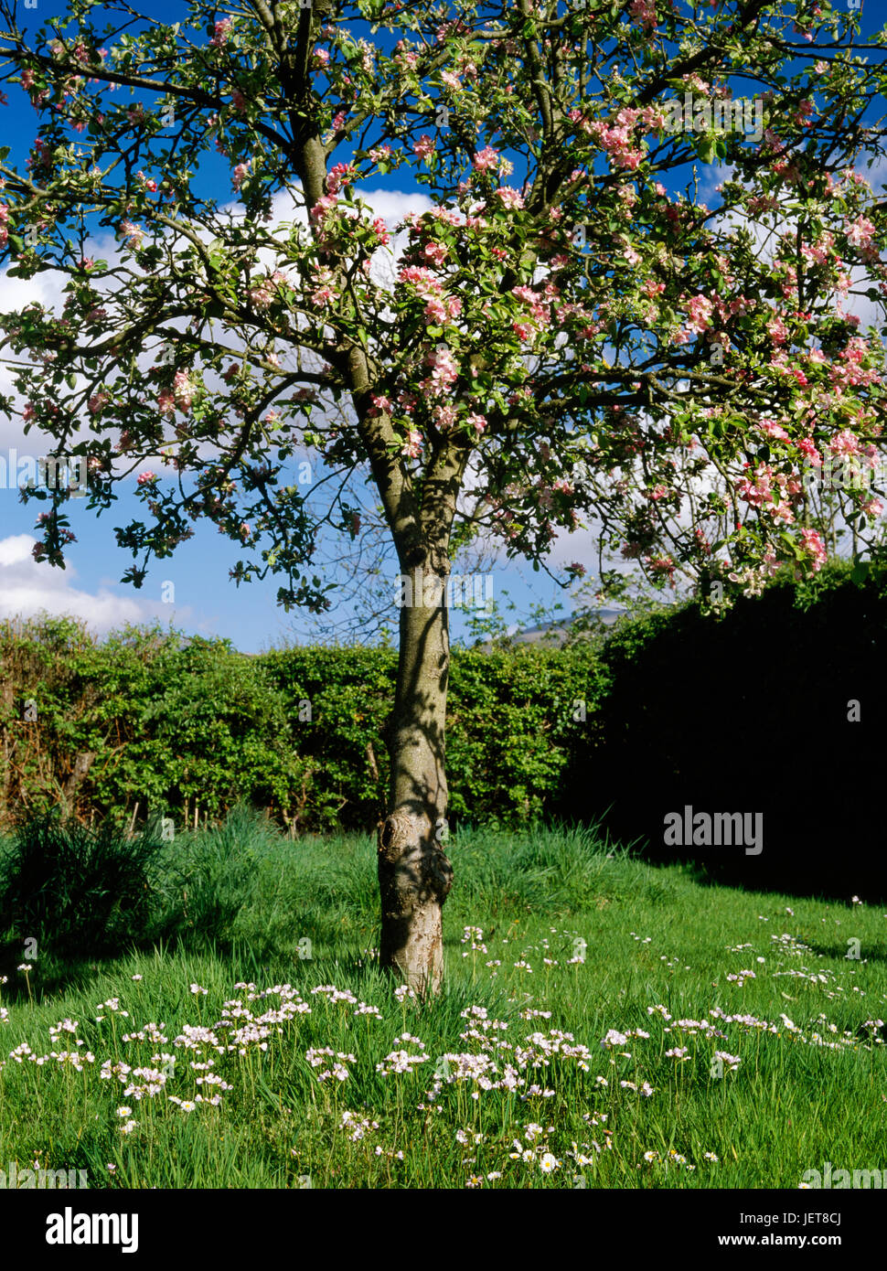 Grenadier cooking apple tree in blossom in May in a garden near Caernarfon, North Wales. Lady's-smock (cuckooflower) flowering in grass beneath tree. Stock Photo
