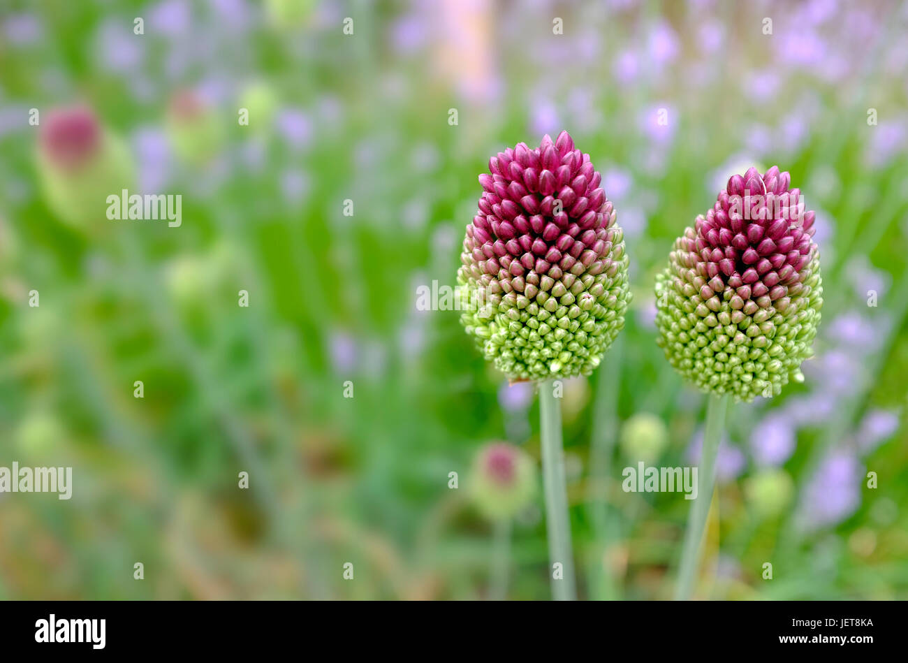allium drumstick sphaerocephalon flowers Stock Photo