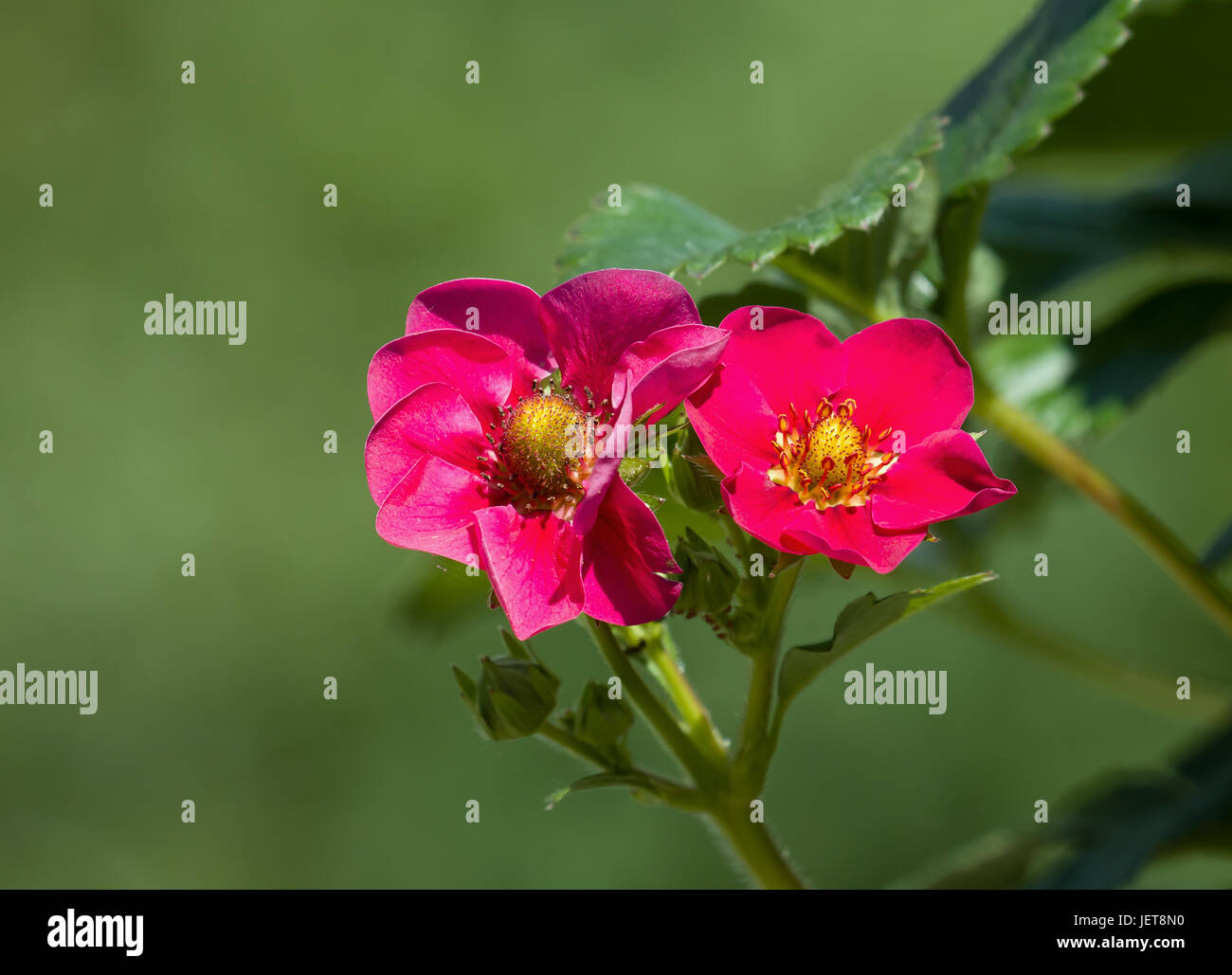Pink Strawberry flowers with fruit forming Stock Photo - Alamy