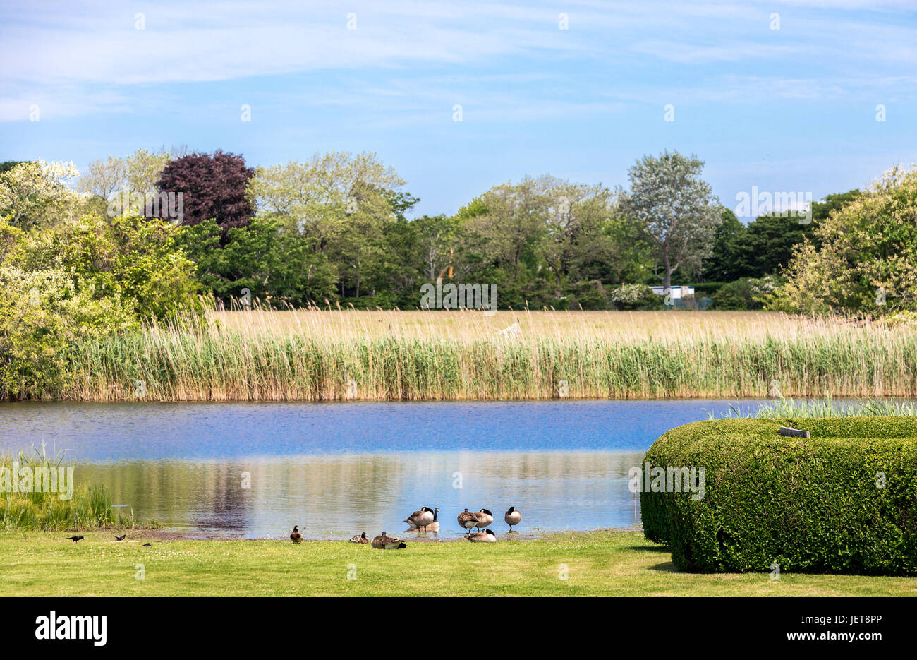 Canadian geese in a natural landscape, East Hampton, ny Stock Photo