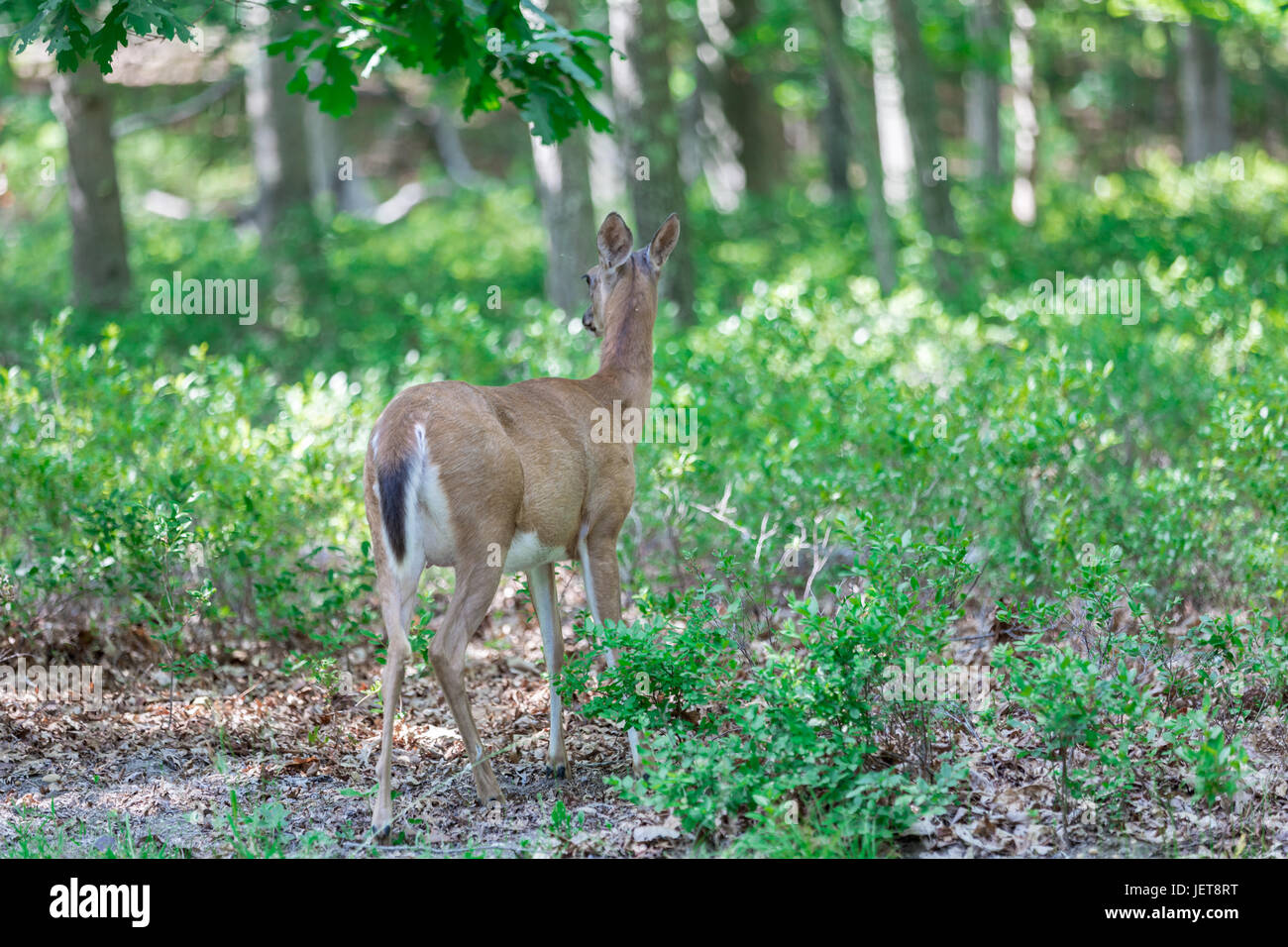 a doe in the woods in Eastern Long Island, NY Stock Photo