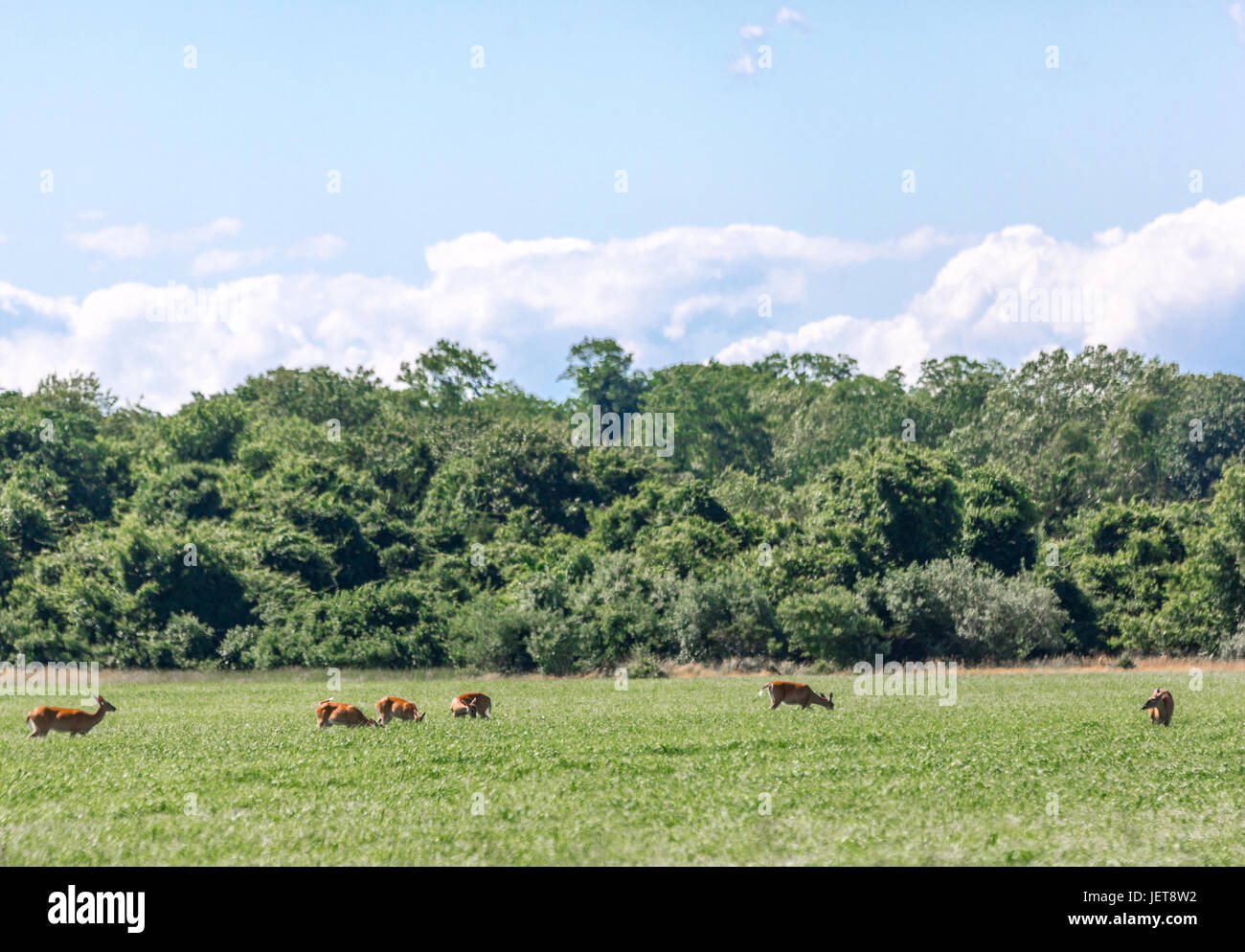 herd of deer in a field in East Hampton, NY Stock Photo