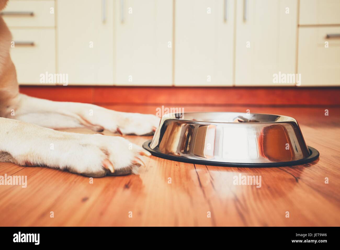 Hungry dog waiting for feeding. Selective focus on the empty bowl. Stock Photo