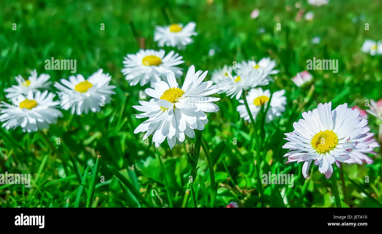 White daisies in green grass in the garden. Stock Photo