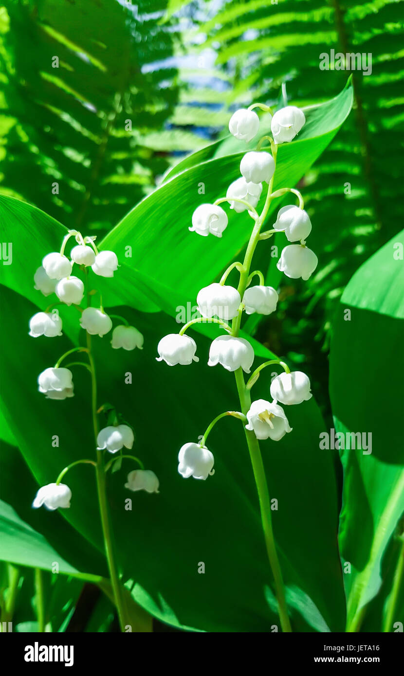 Blooming Lily of the valley in spring garden Stock Photo - Alamy