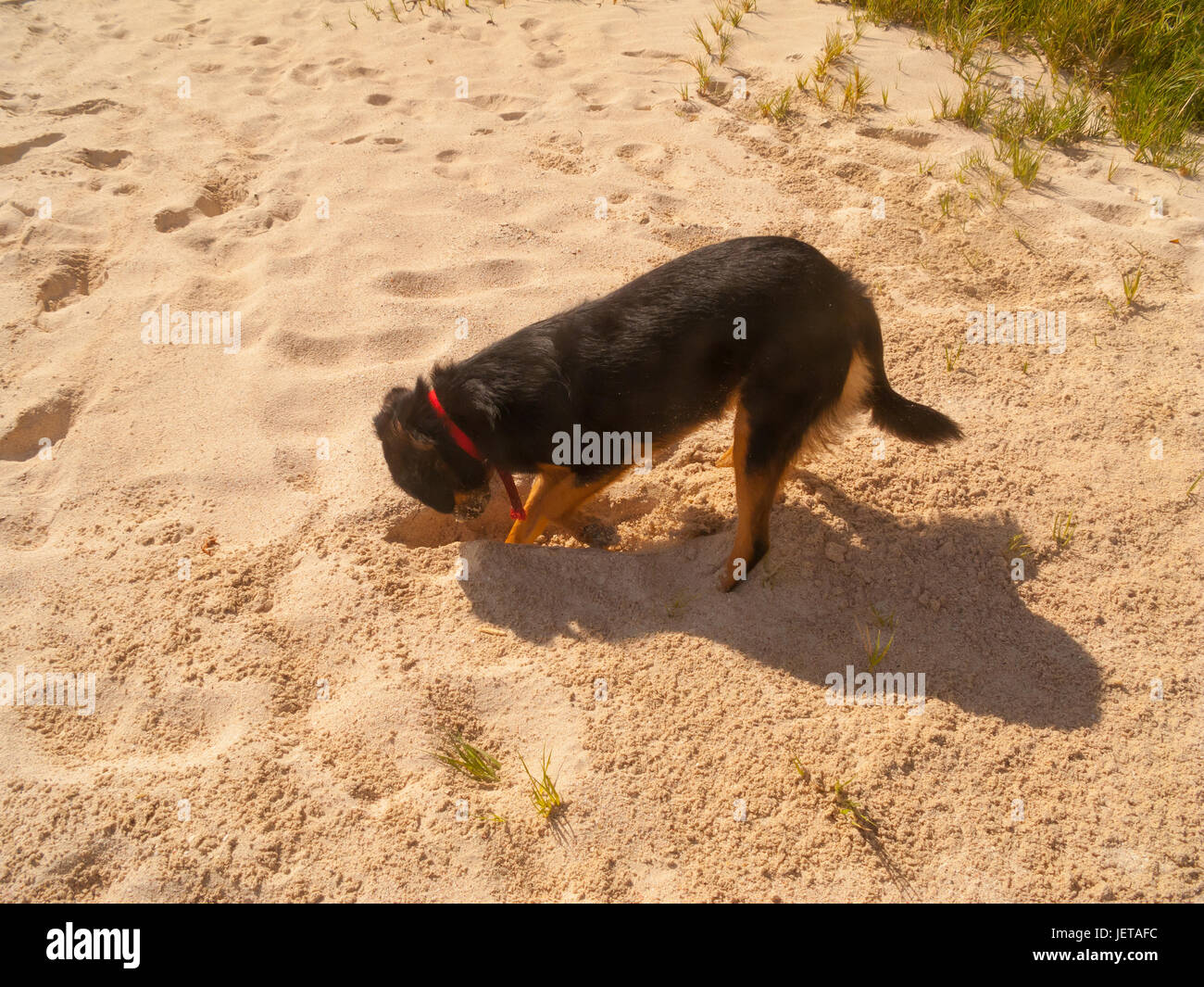 Black dog digging for crabs on a Caribbean beach Stock Photo Alamy
