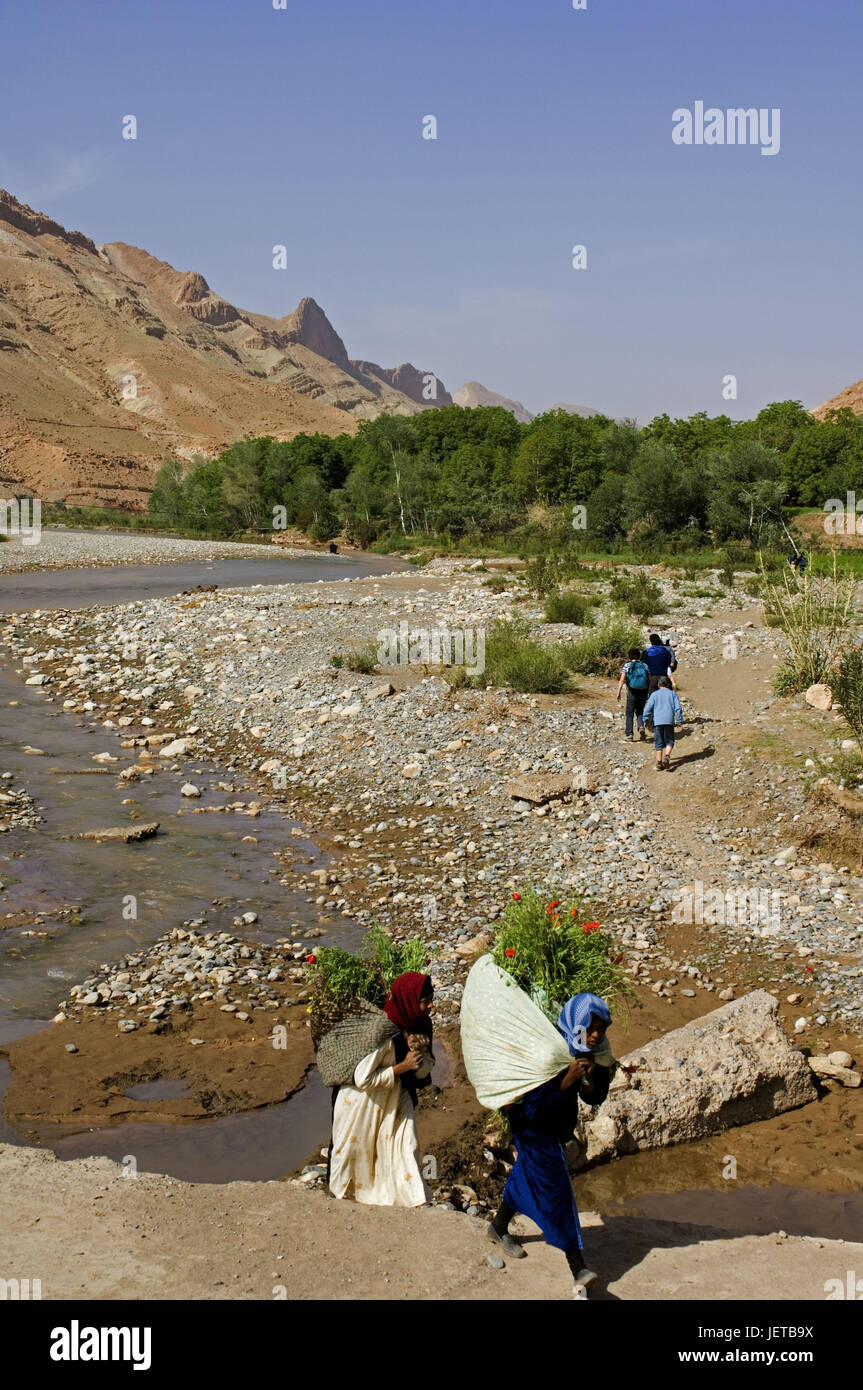 Morocco, rose valley, women, harvest, no model release, Africa, North Africa, Dadestal, oasis, river, riverbed, water, vegetation, plants, shrubs flowers, carry, people, locals, Stock Photo