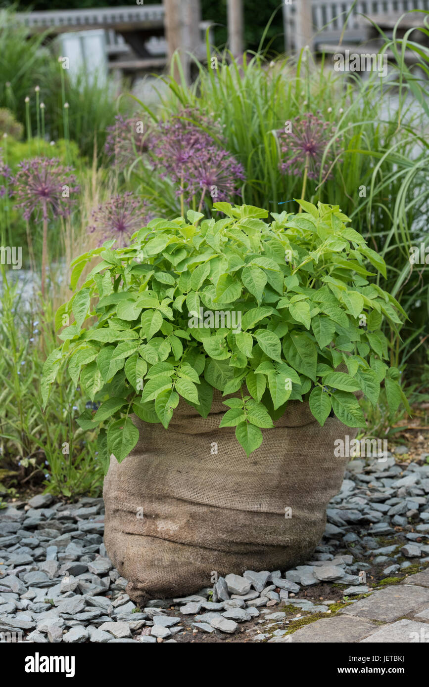 Potato Epicure plants growing in a hessian sack. RHS Harlow Carr, Harrogate, England Stock Photo