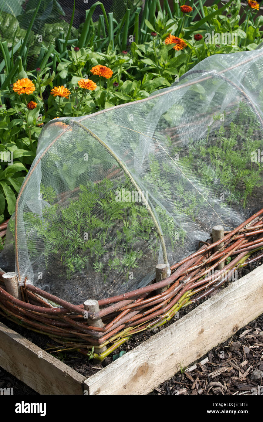 Young carrot plants under a fine mesh tunnel cloche in a raised vegetable bed. RHS Harlow Carr, Harrogate, England Stock Photo