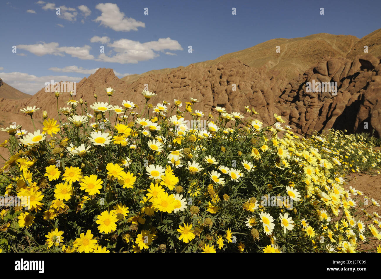 Vegetation, flowers, Dades gulch, Morocco, Africa Stock Photo Alamy