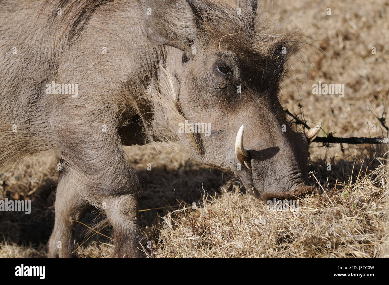 African wild boar hires stock photography and images Alamy
