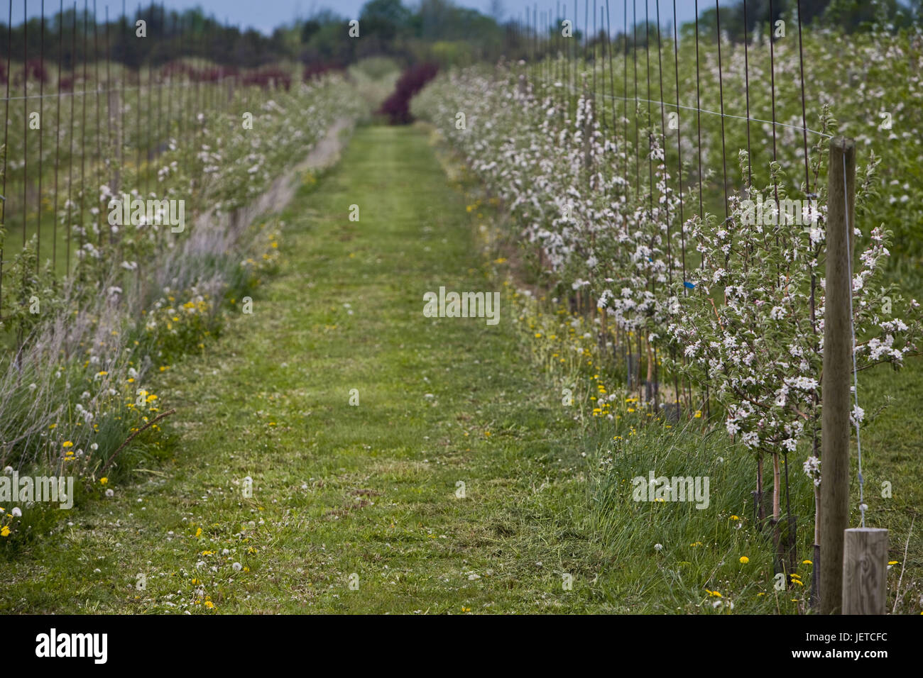 Plantation, fruit-trees, blossom, Stock Photo