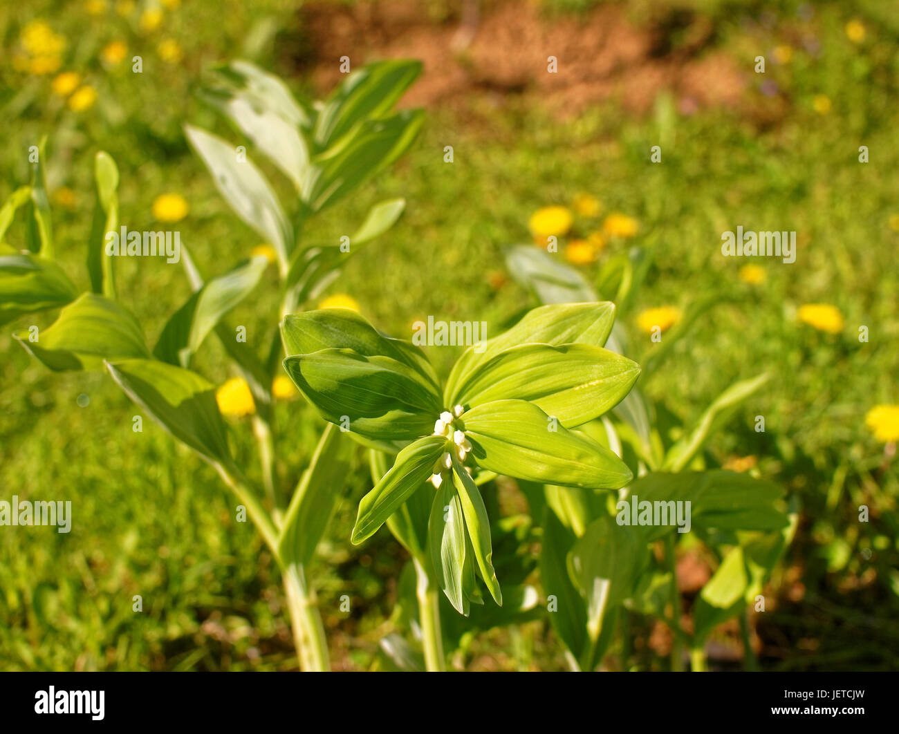 Lily of the valley in spring in the garden, Russia Stock Photo