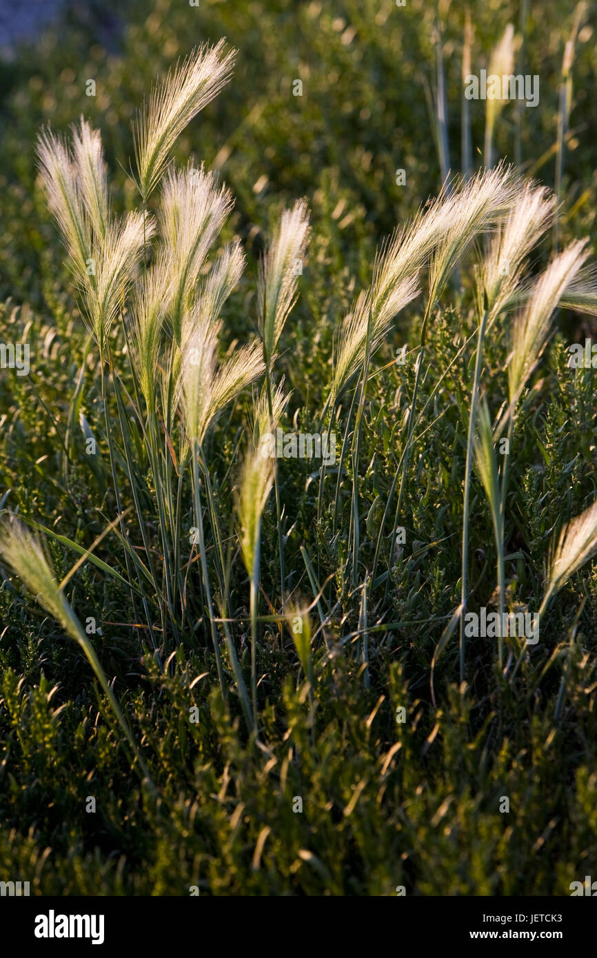 Canada, Saskatchewan, Grass's country Nationwide park, west block, vegetation, grass, ears, Stock Photo