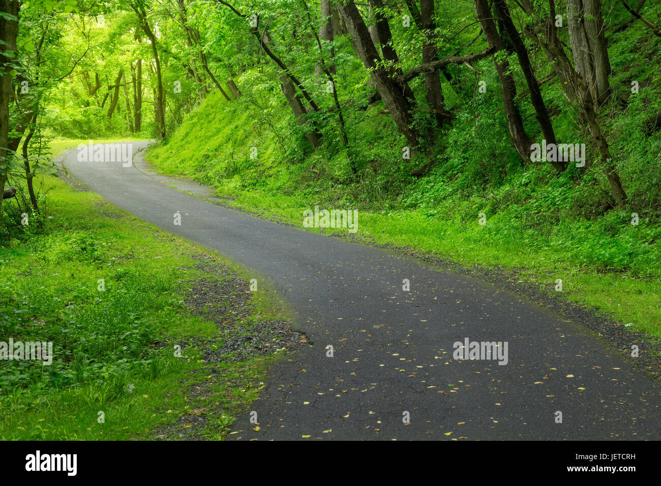 path through forest Stock Photo