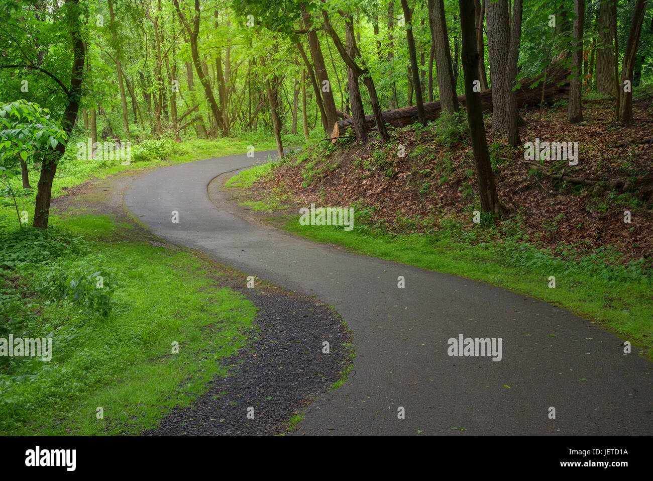 path through forest Stock Photo