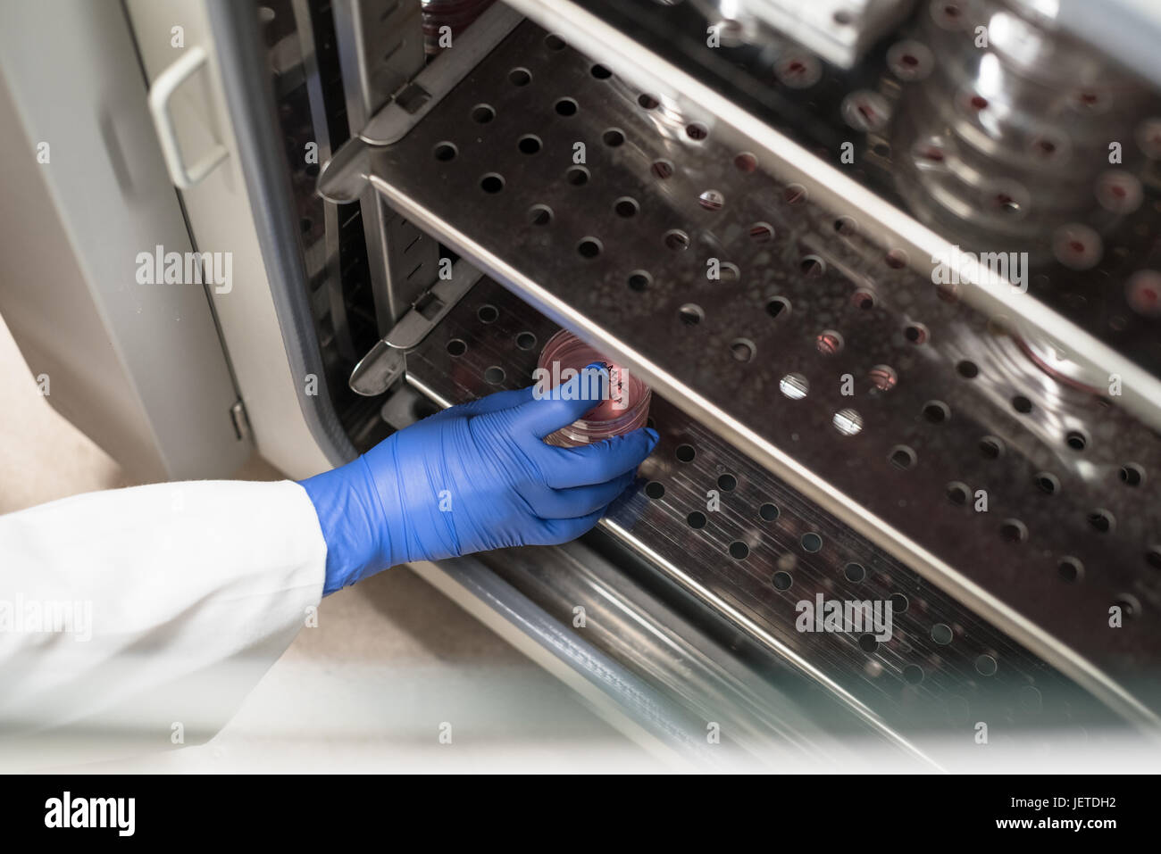 Cell culture incubation Stock Photo