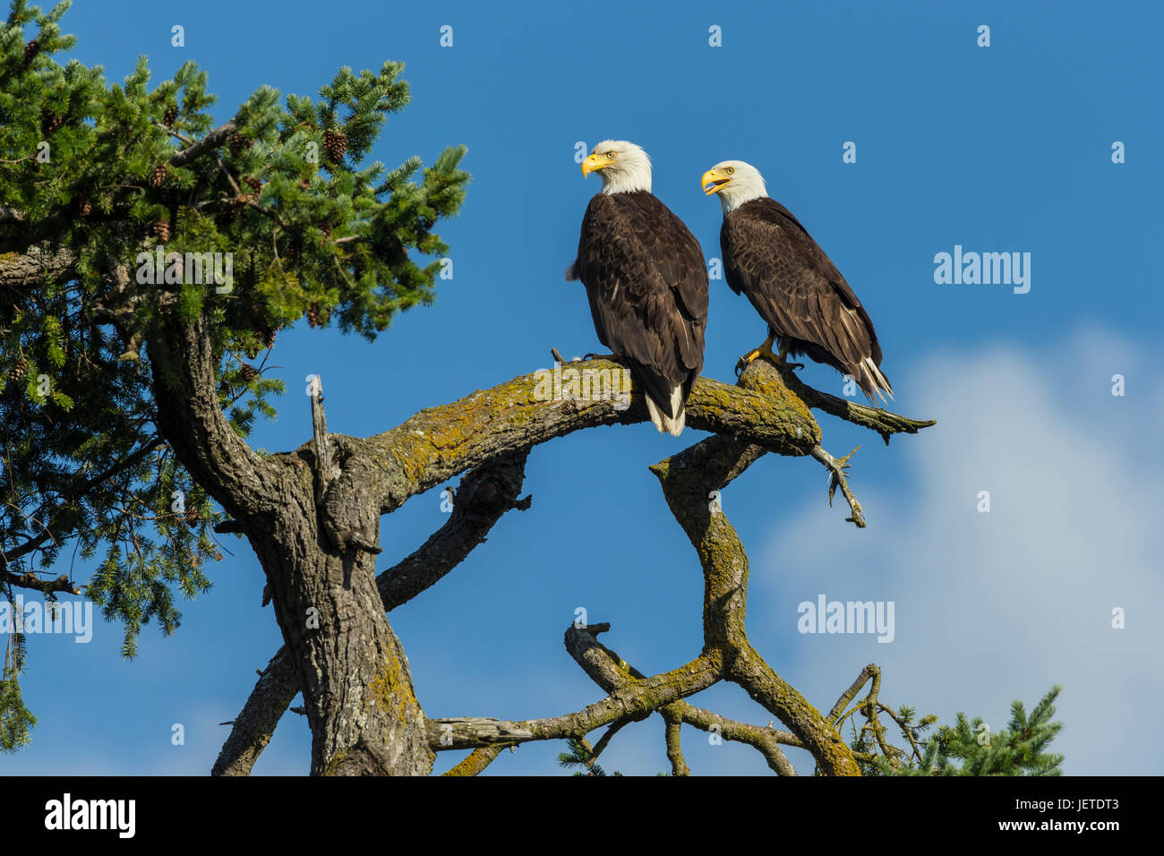 Bald Eagle pair perched on tree overlooking Robert's Bay-Sidney, British Columbia, Canada. Stock Photo