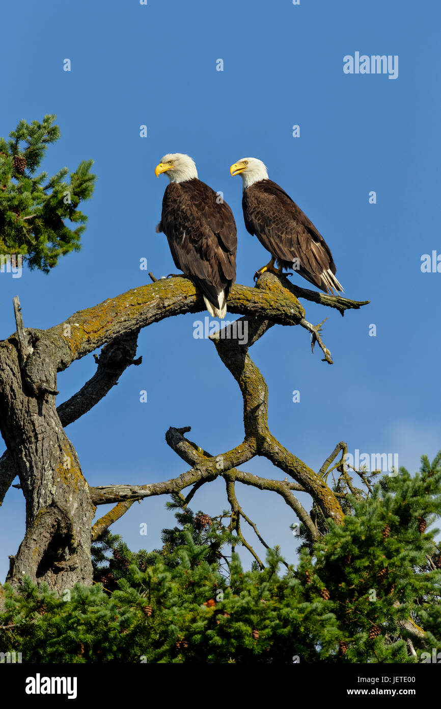 Bald Eagle pair perched on tree overlooking Robert's Bay-Sidney, British Columbia, Canada. Stock Photo