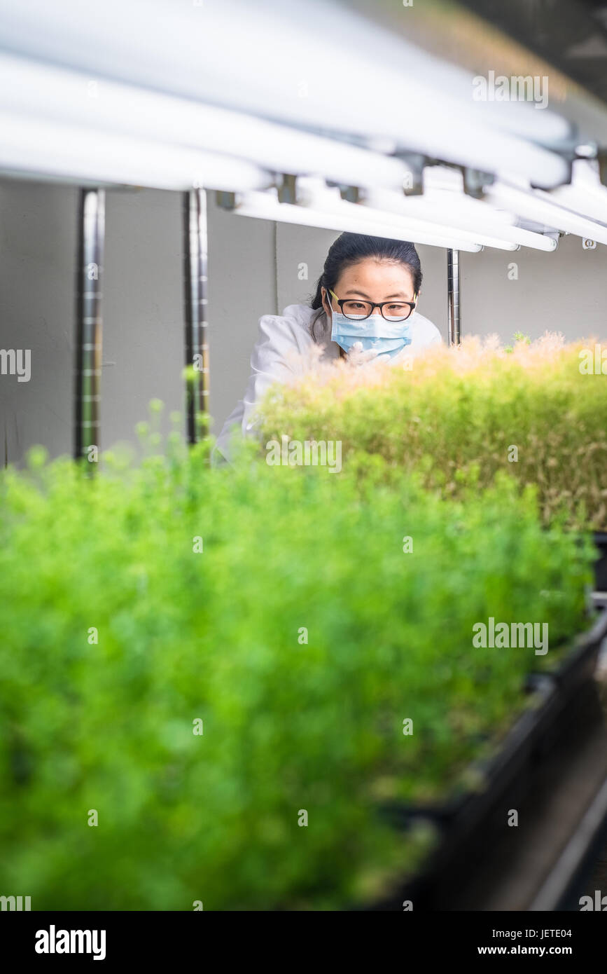 Scientist working in the plant growth chamber Stock Photo