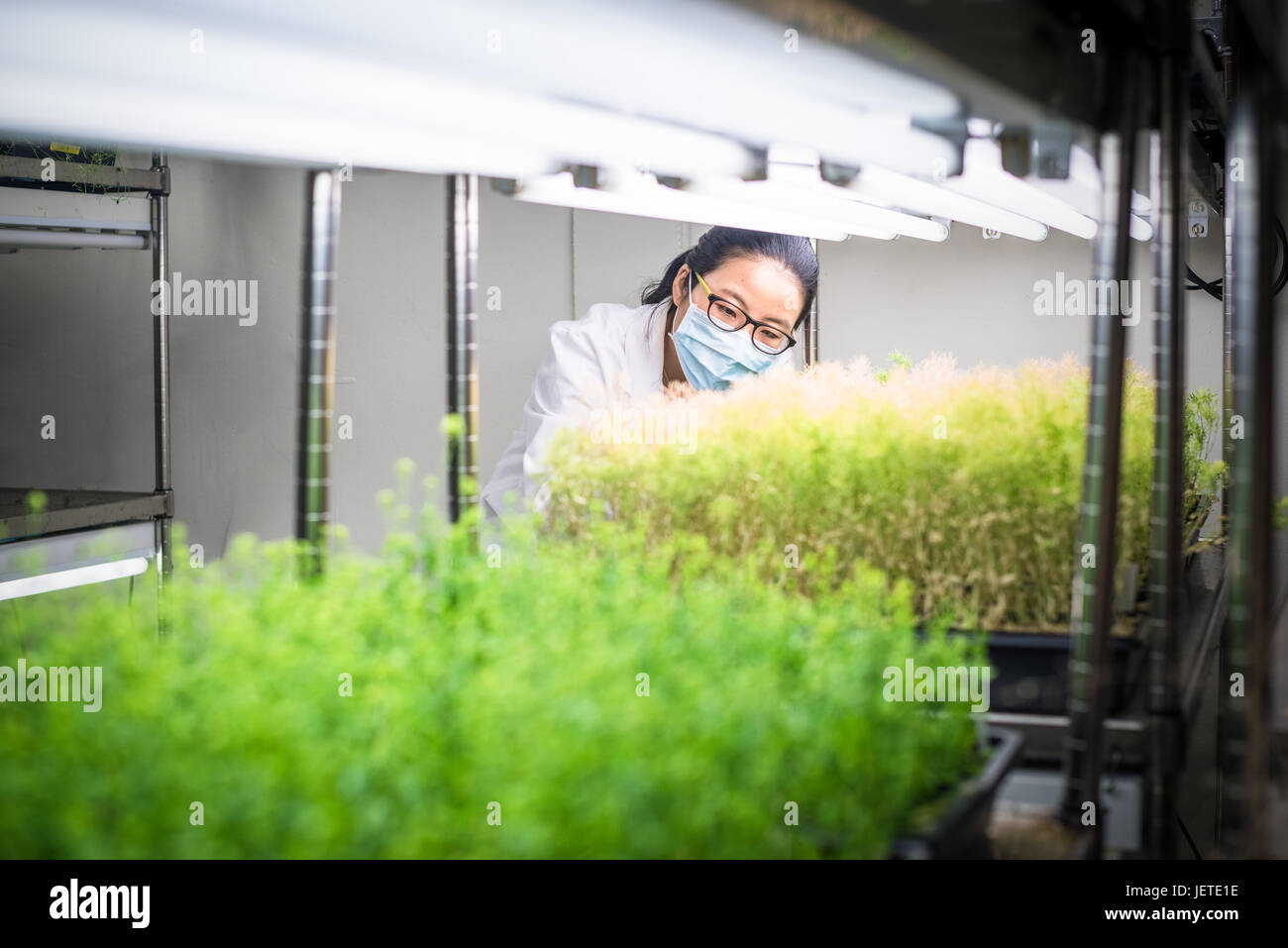 Scientist working in the plant growth chamber Stock Photo