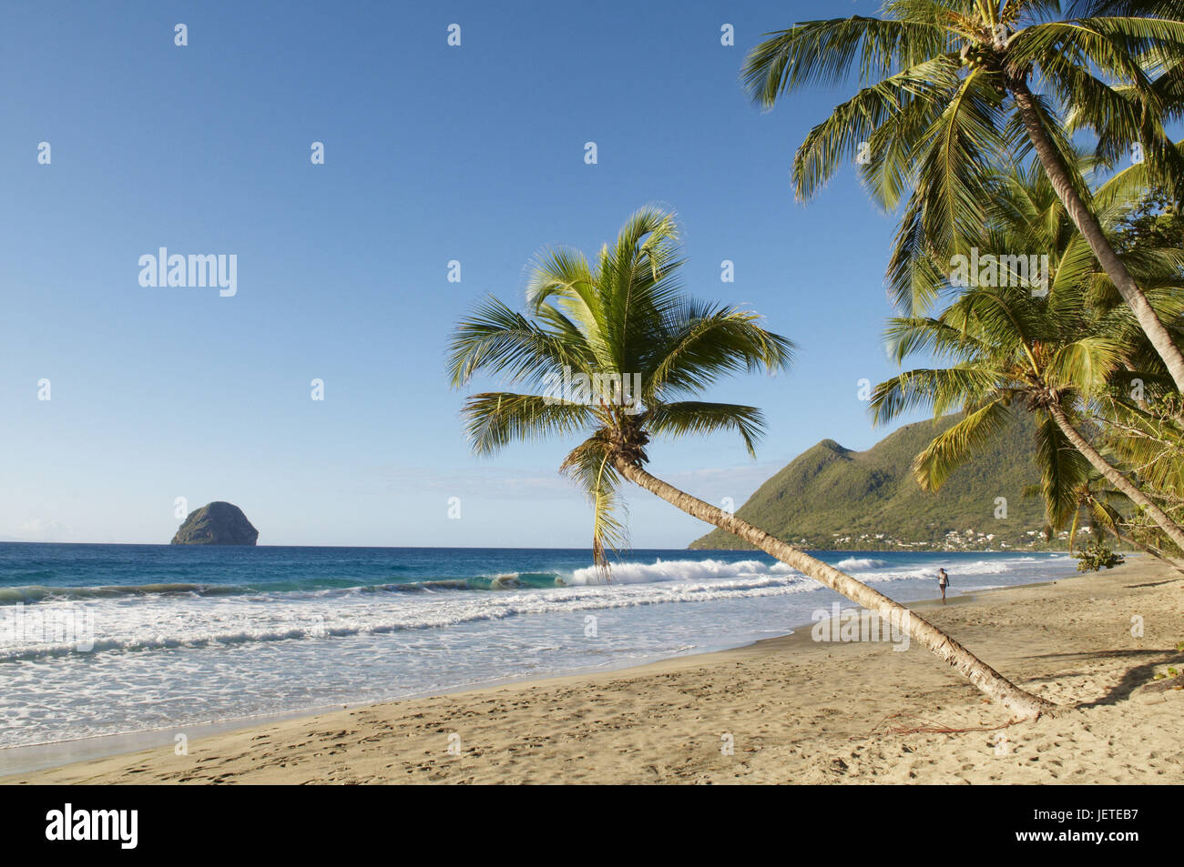 Martinique, sandy beach and palm, Stock Photo
