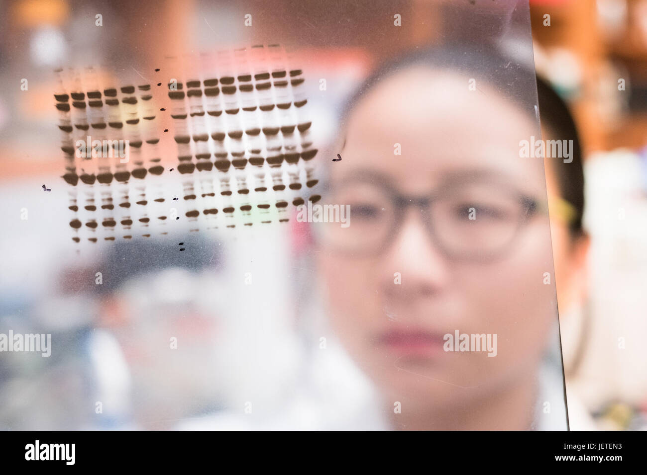 Researcher examining gel results Stock Photo