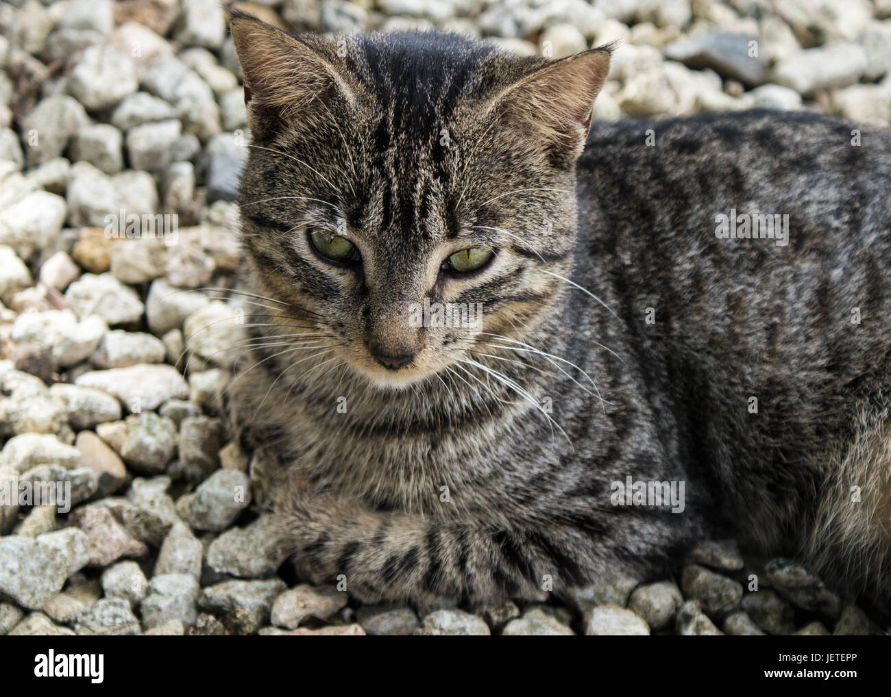 A Feral Cat Sleeping Outside on a Pile of Rocks Stock Photo Alamy