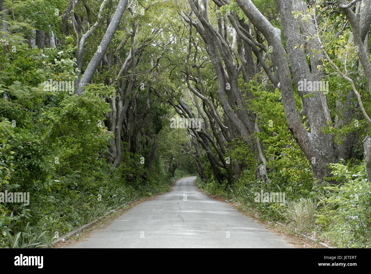 The small Antilles, Barbados, wood, route, the Caribbean, island, Caribbean island, mahogany trees, fine woods, tropical woodworks, shrubs, vegetation, street, deserted, loneliness, rest, silence, destination, tourism, avenue, Stock Photo