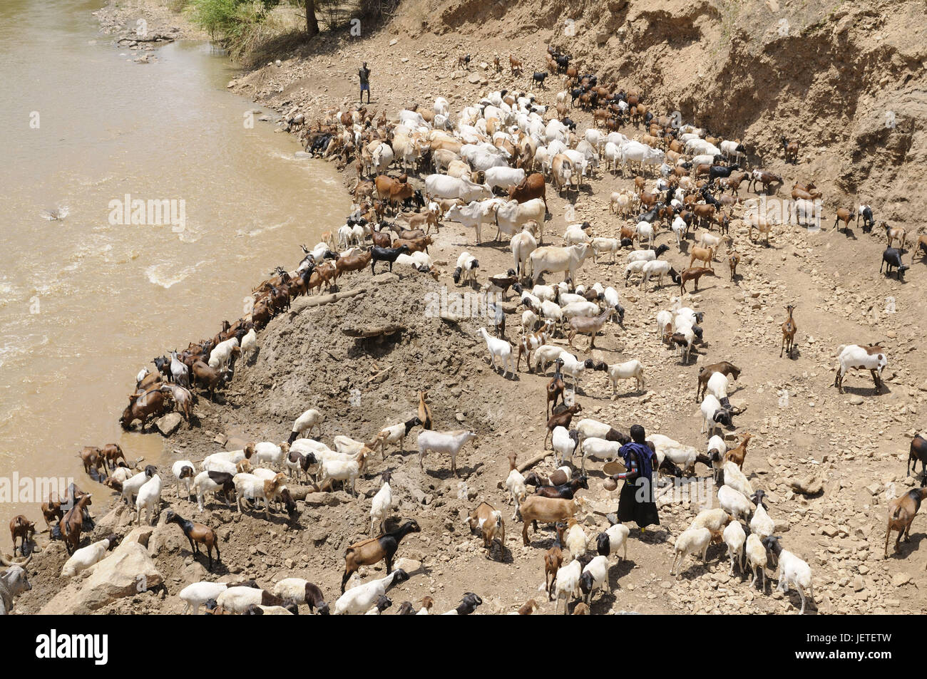 Goats, herd of cattle, river, water drinks, Omotal, Ethiopia, Stock Photo