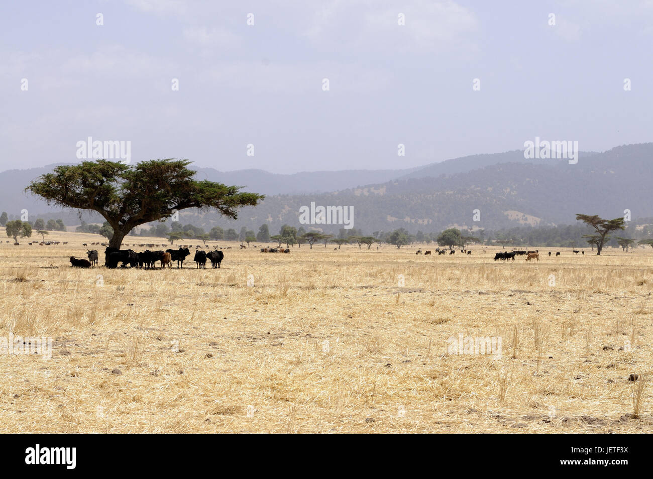 Herd of cattle, steppe, acacia, Bale mountains, Ethiopia, Stock Photo